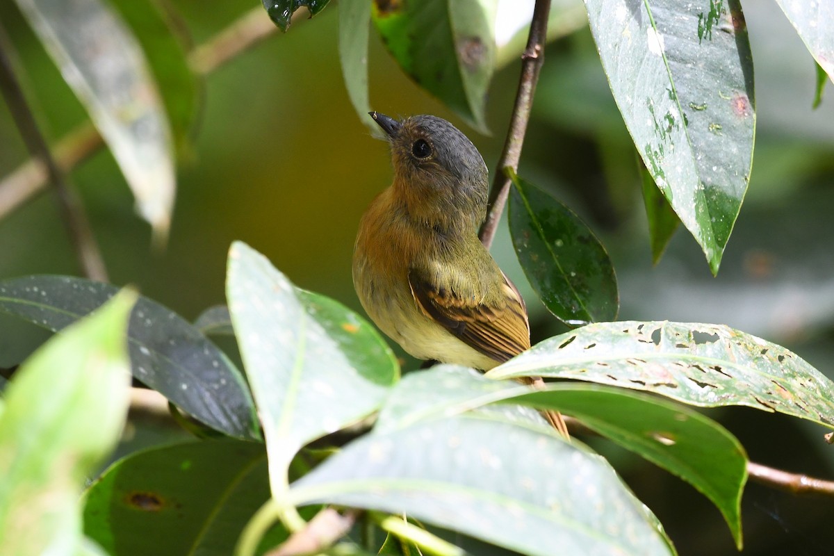 Rufous-breasted Flycatcher - ML640204414