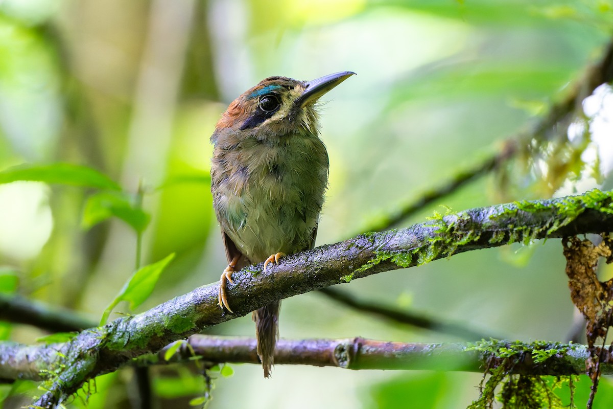 Tody Motmot - ML640204418