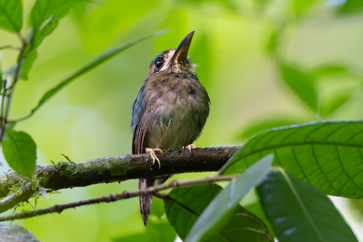 Tody Motmot - ML640204419