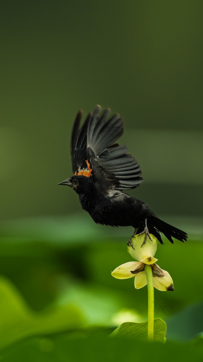Red-winged Blackbird - ML640204442