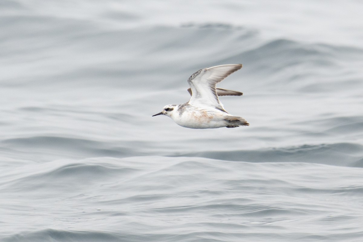 Red Phalarope - ML640204463