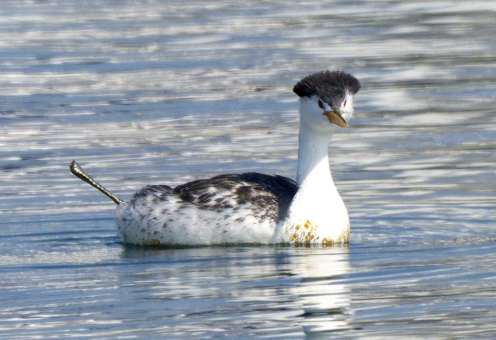 Clark's Grebe - ML640204466