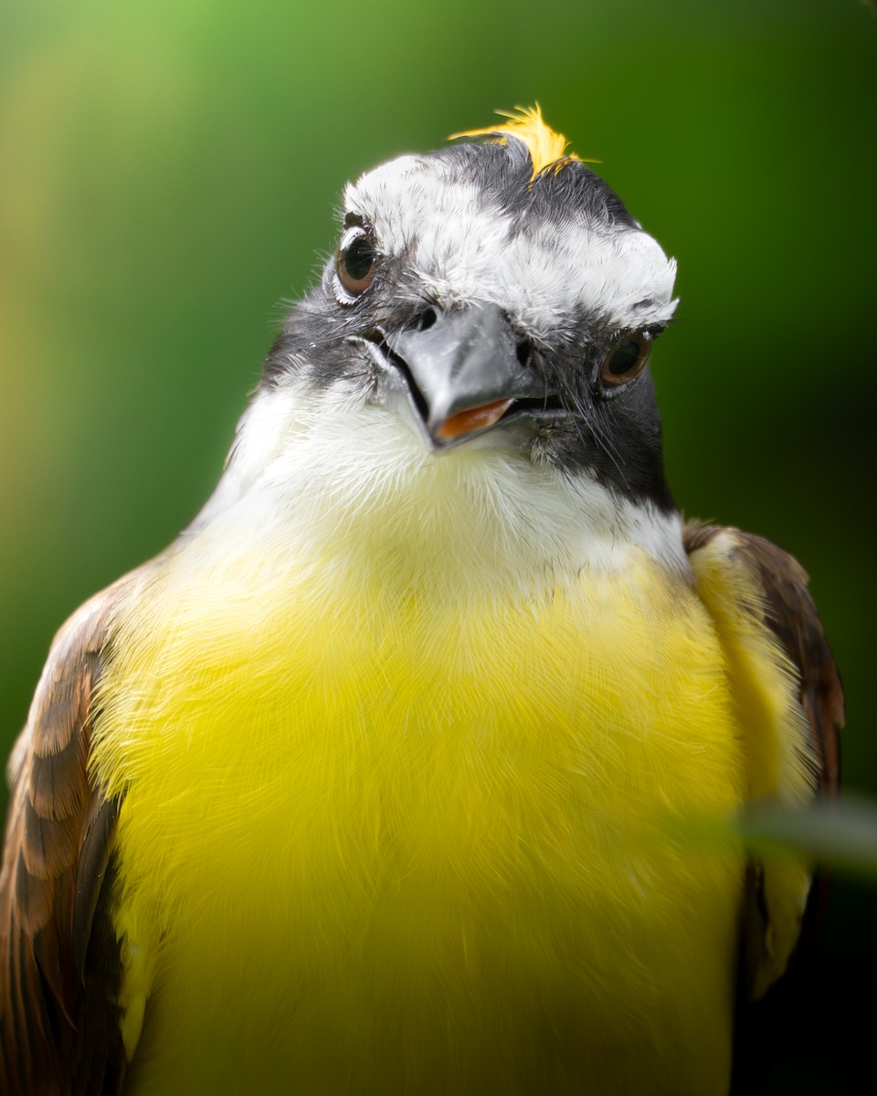 Great Kiskadee - ML640204476