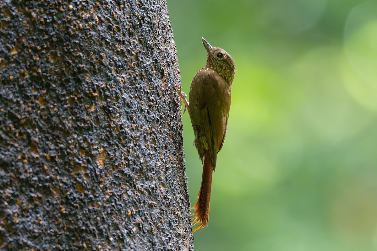 Wedge-billed Woodcreeper - ML640204489