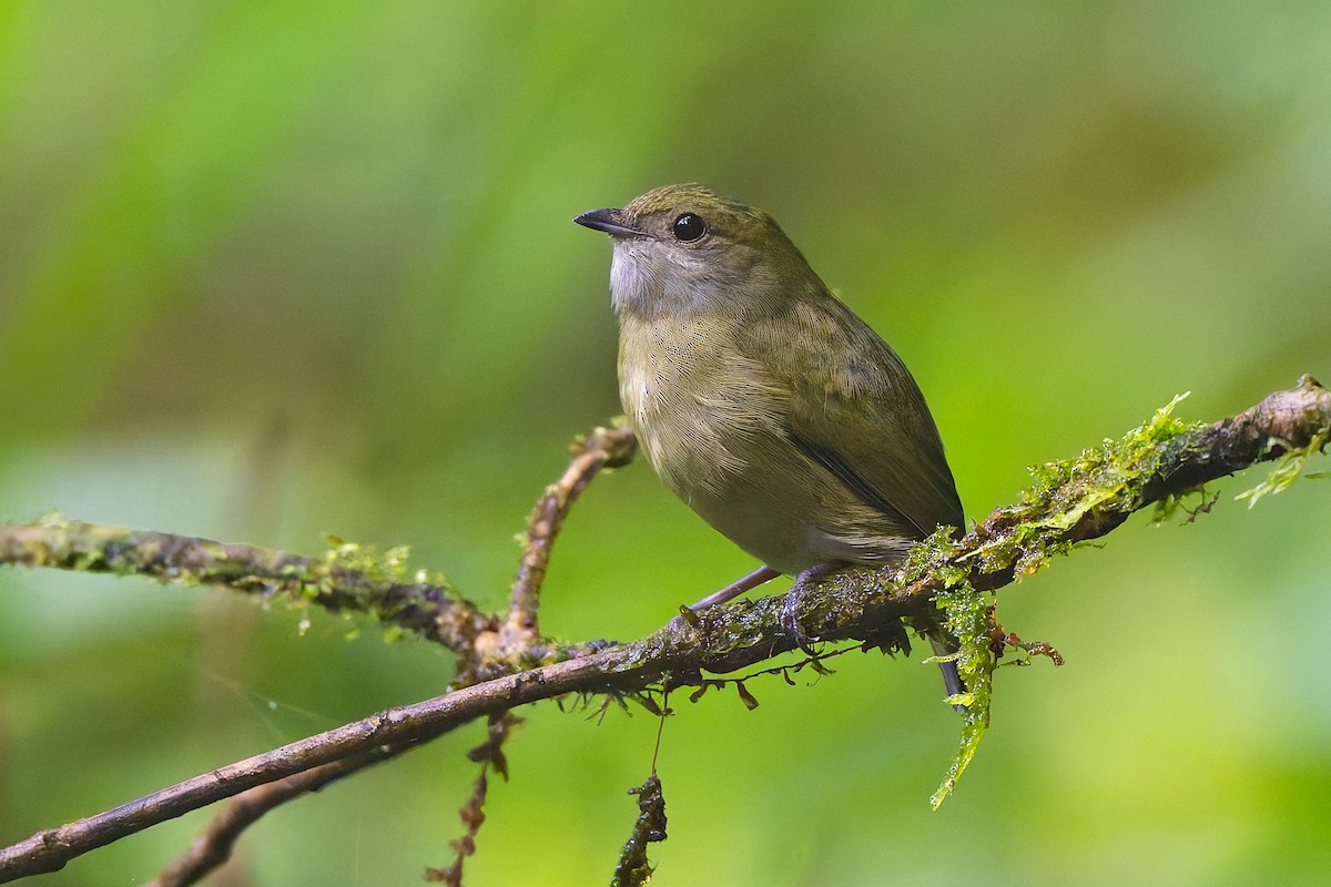 White-ruffed Manakin - ML640204492