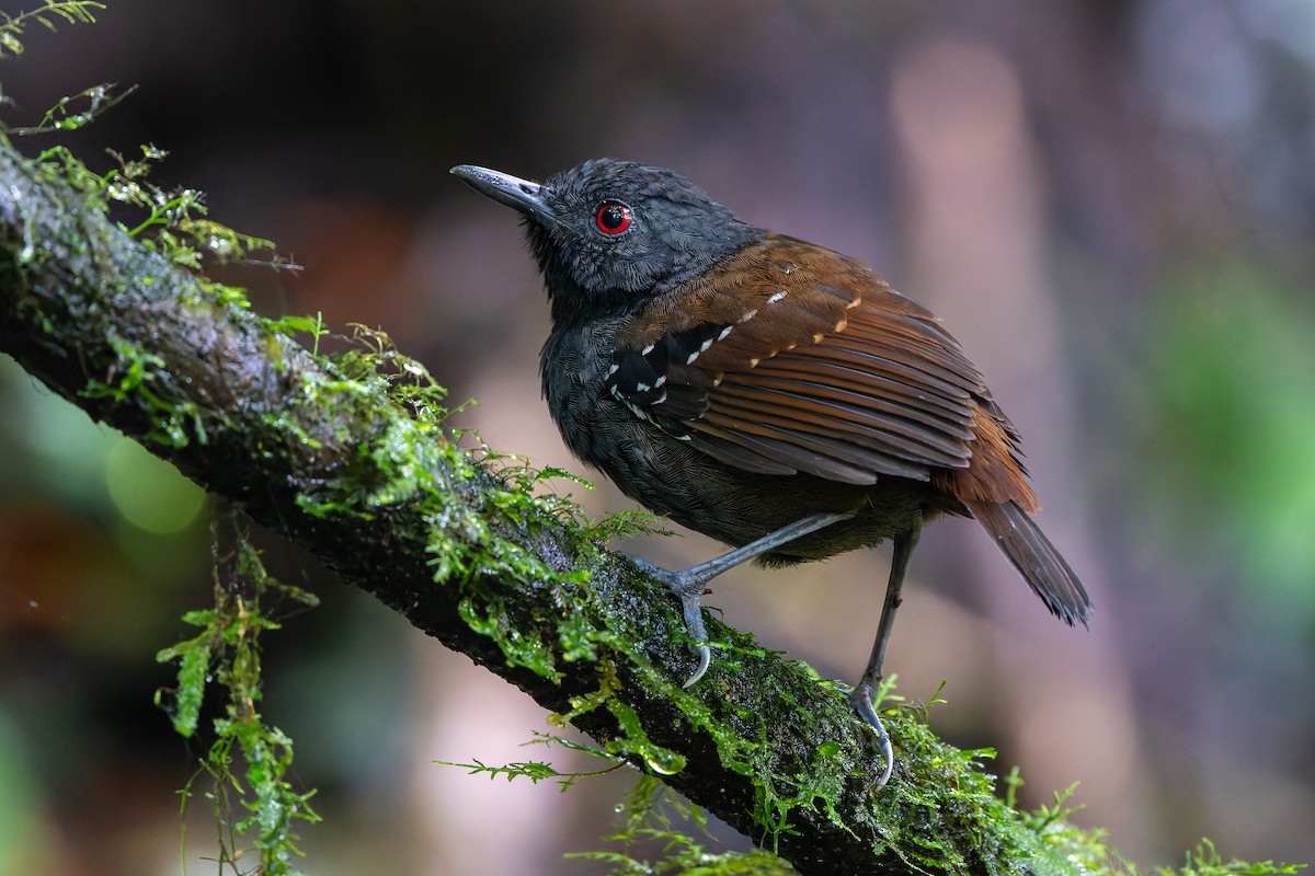 Dull-mantled Antbird - ML640204496