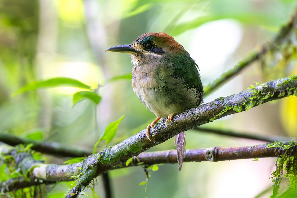 Tody Motmot - ML640204501