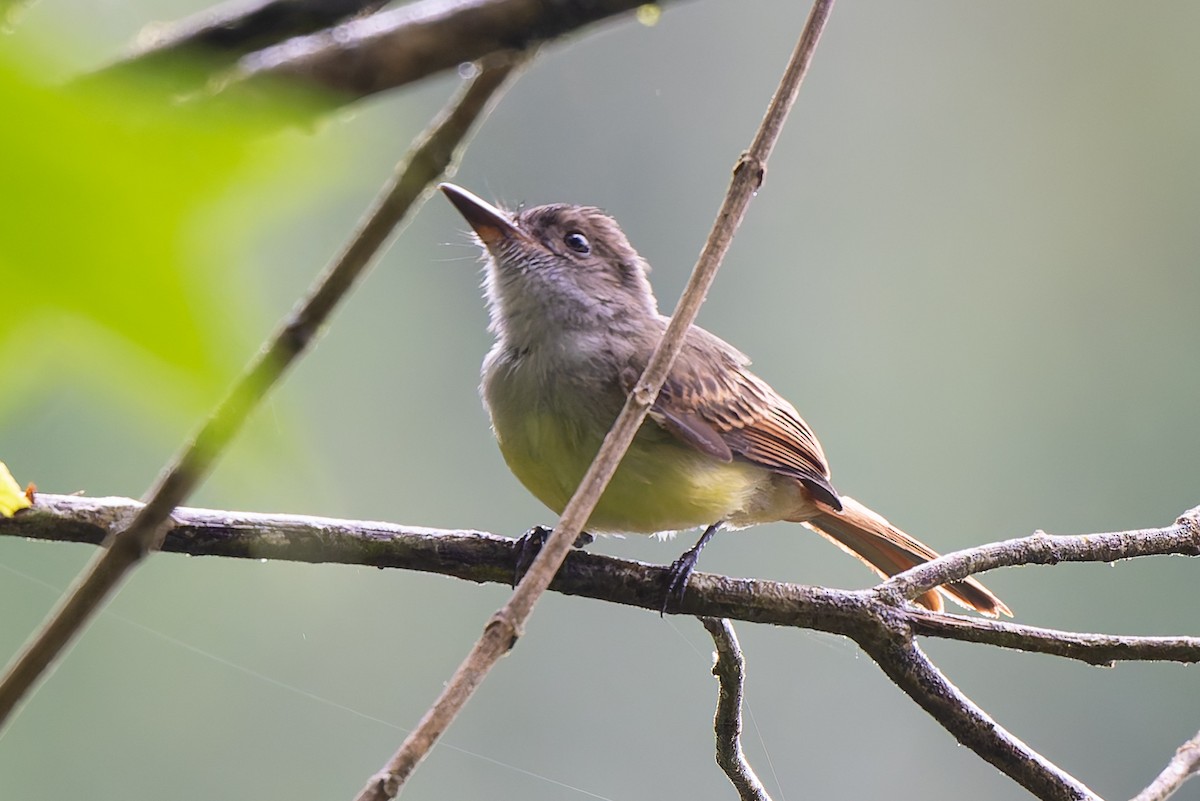 Dusky-capped Flycatcher - ML640204504