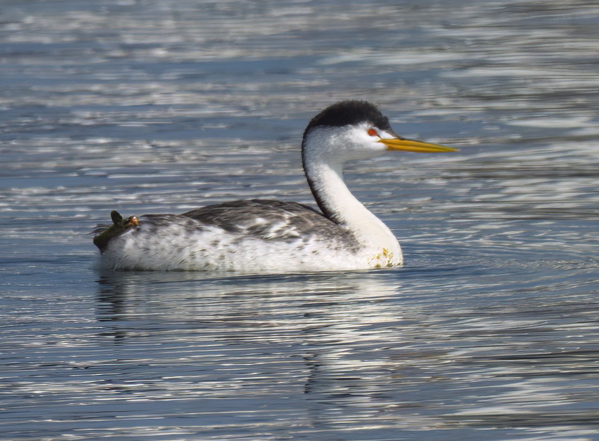 Clark's Grebe - ML640204576