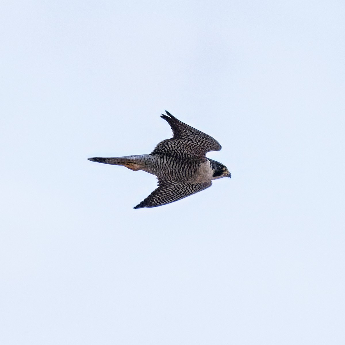 Peregrine Falcon - ML640204582