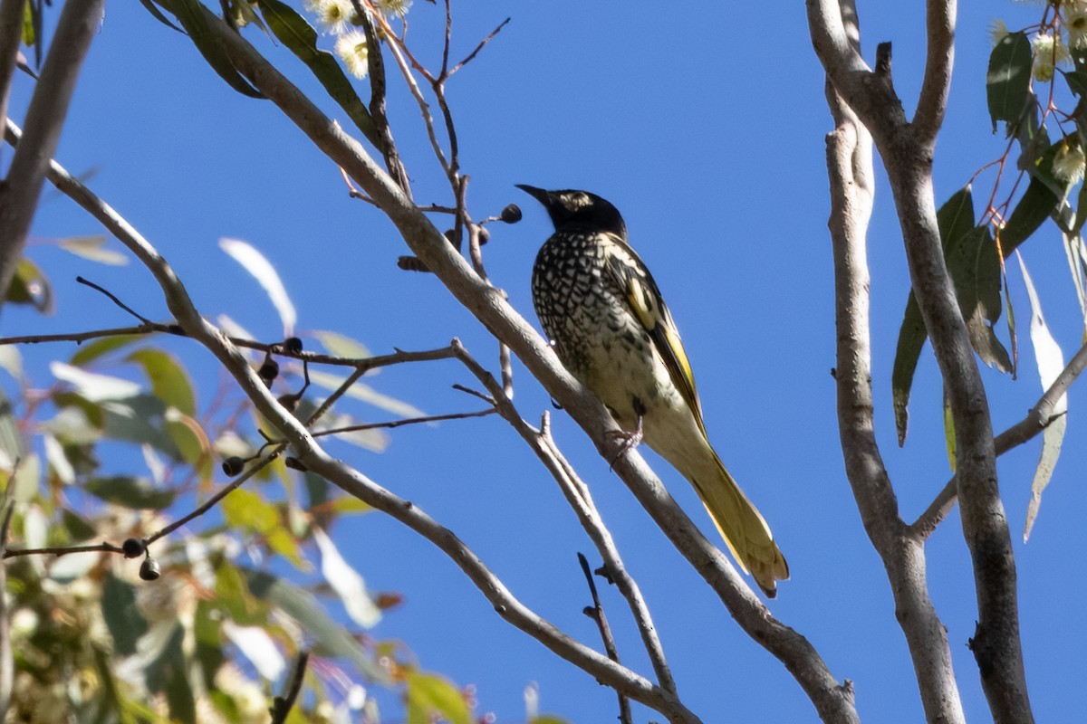 Regent Honeyeater - ML640204615