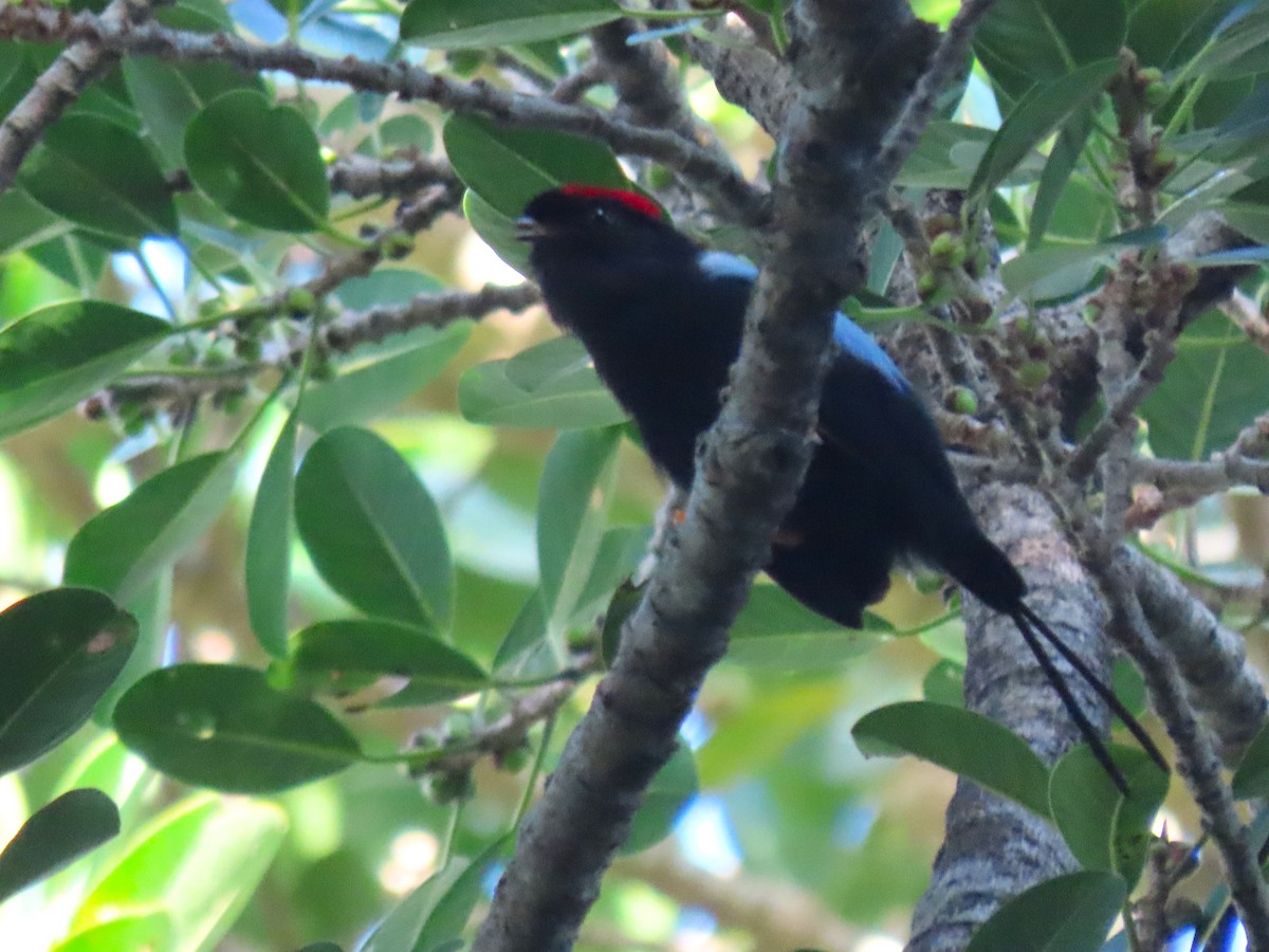 Long-tailed Manakin - ML640204705