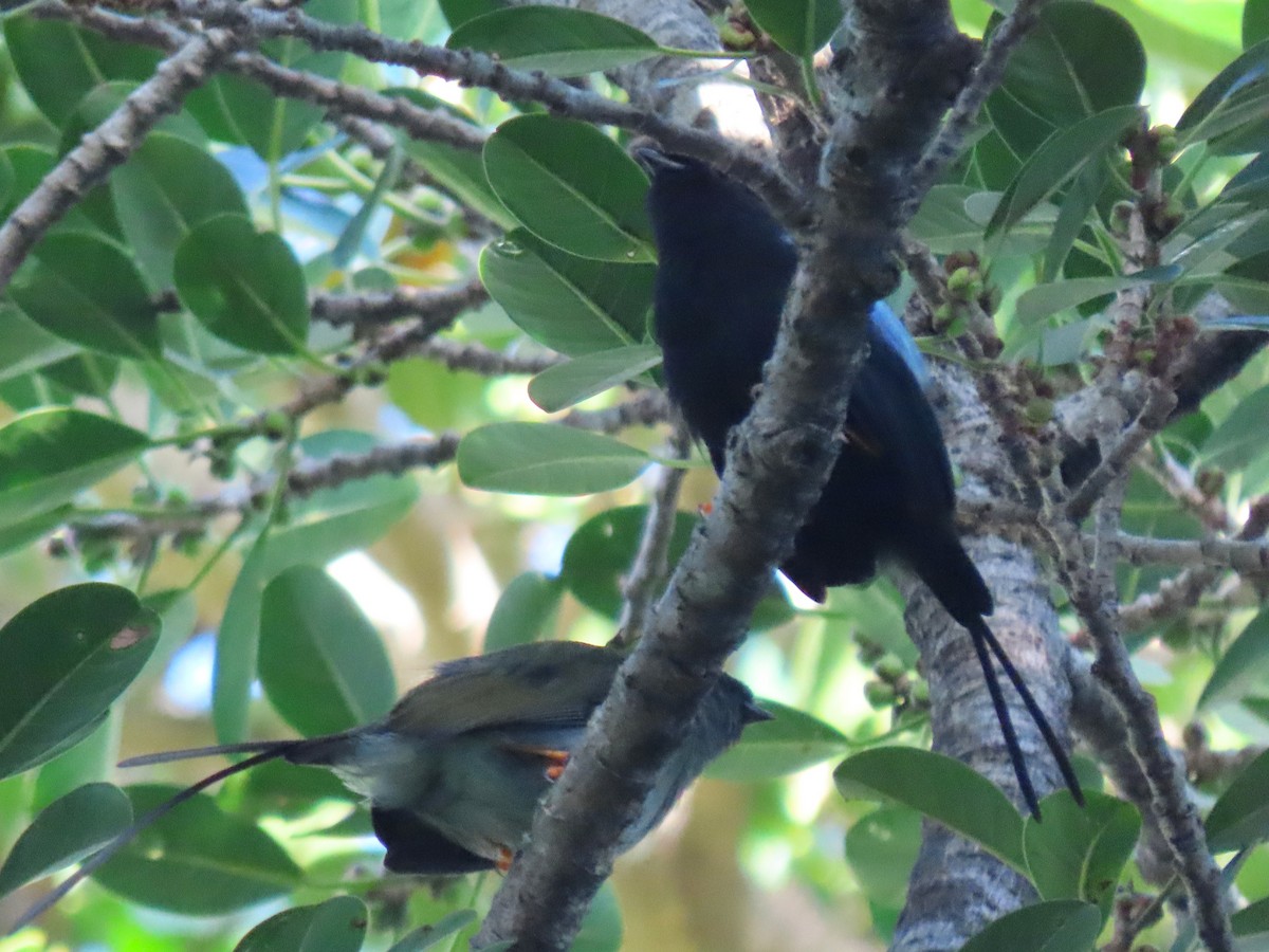 Long-tailed Manakin - ML640204706