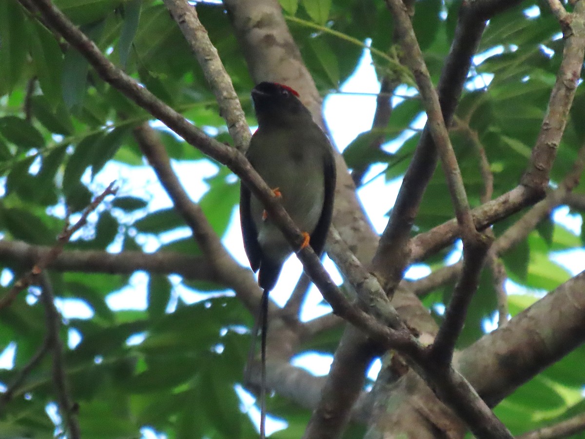 Long-tailed Manakin - ML640204707