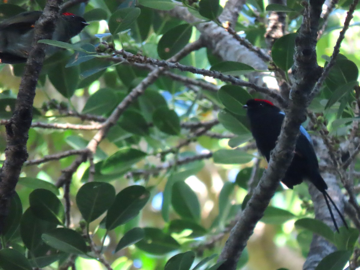 Long-tailed Manakin - ML640204708