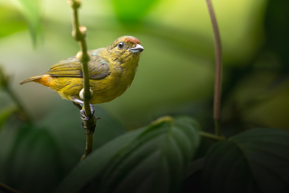 Olive-backed Euphonia - ML640204716