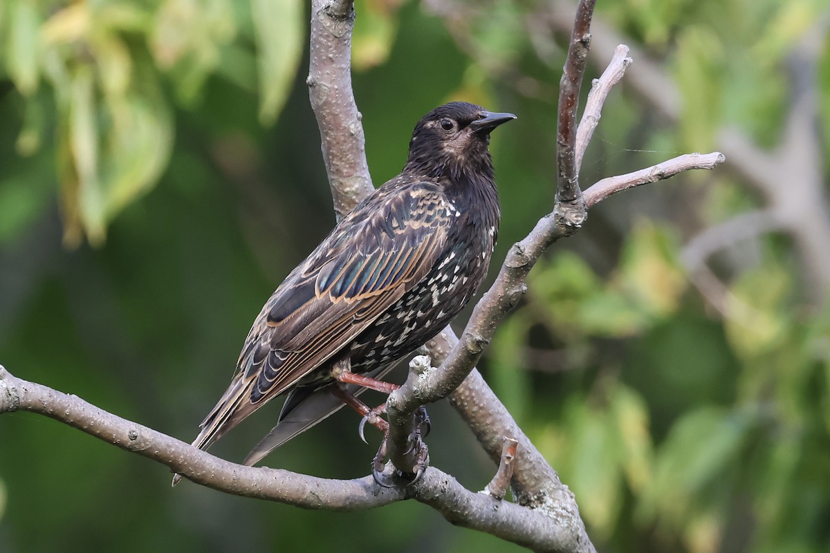 Arabazozo pikarta - ML640204787