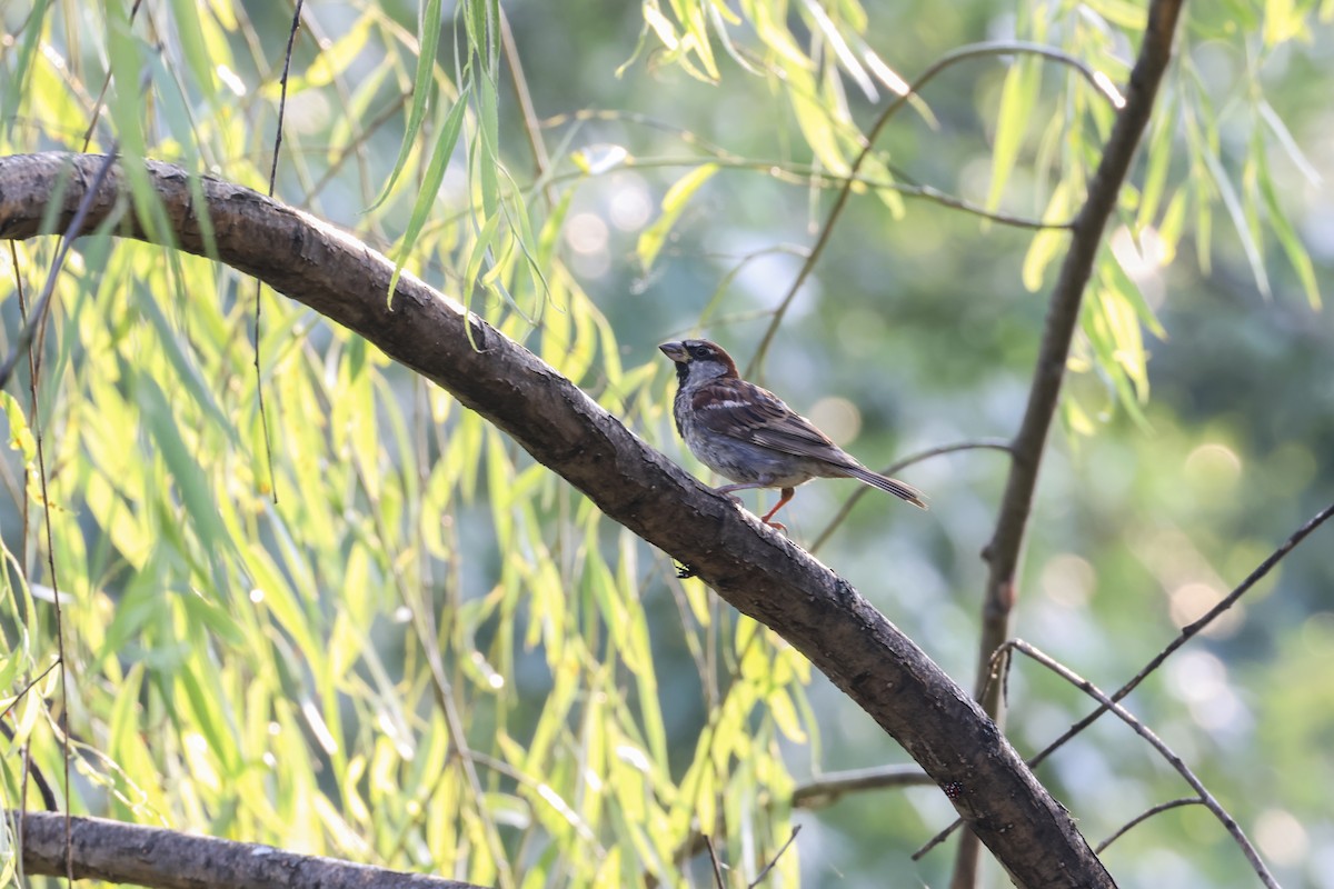 Оронгийн бор шувуу - ML640204797