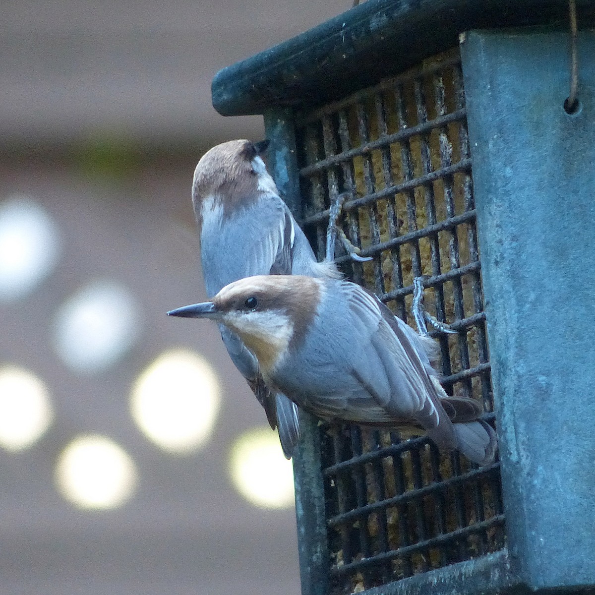 Brown-headed Nuthatch - ML640204812