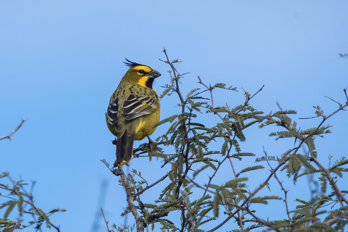 Yellow Cardinal - ML640204849