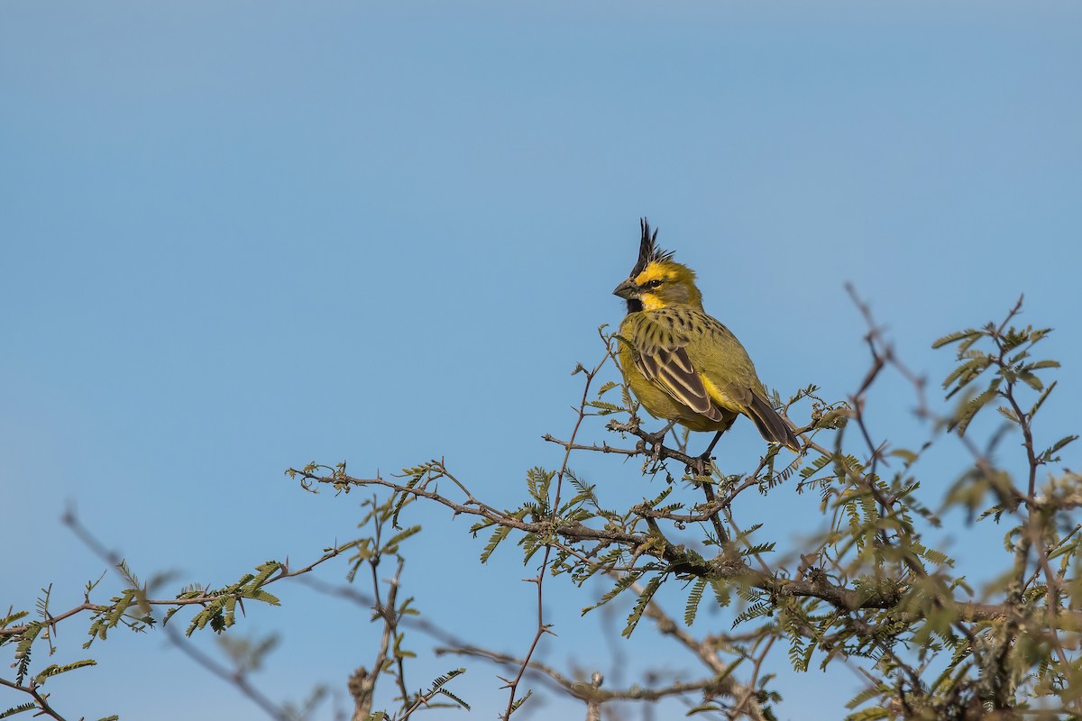 Yellow Cardinal - ML640204850