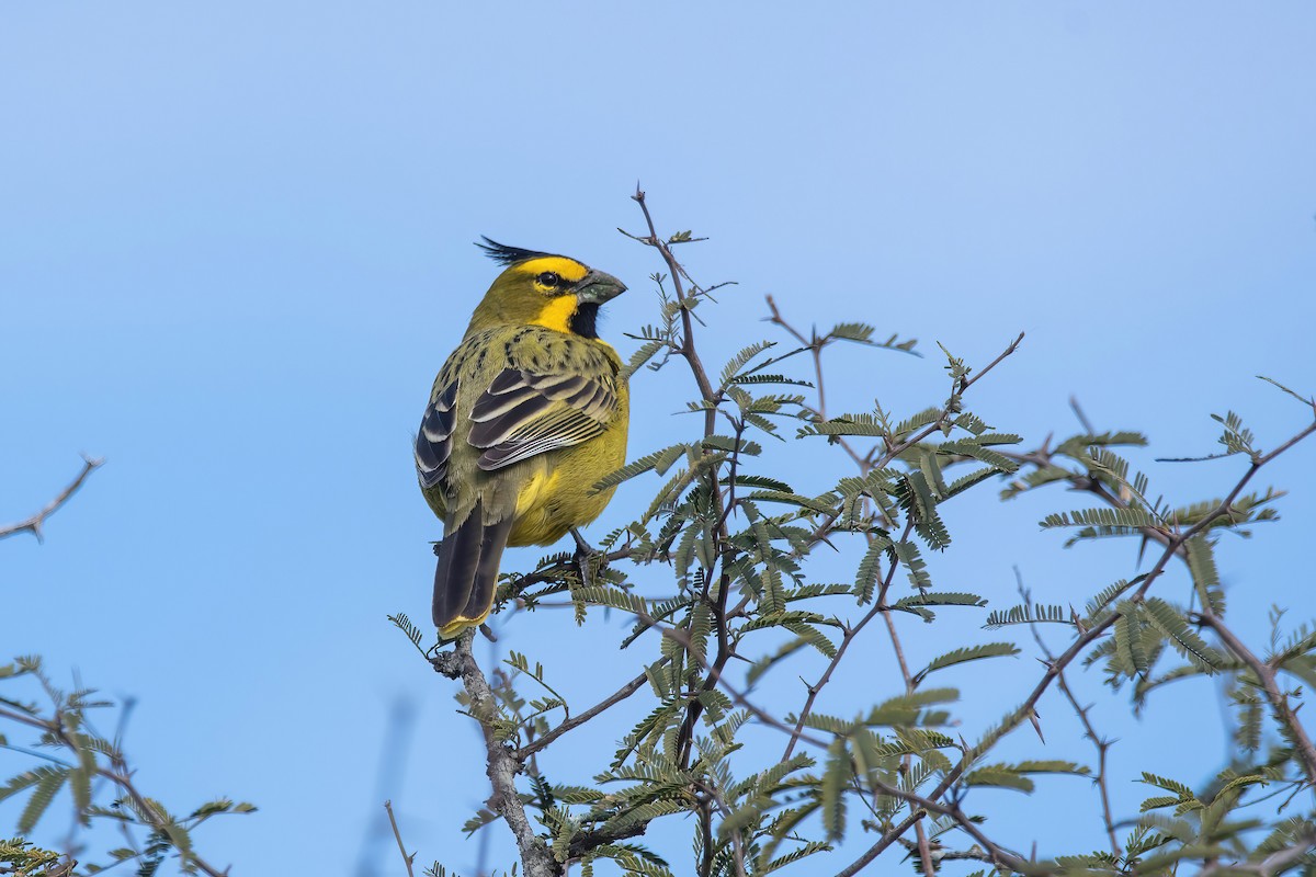 Yellow Cardinal - ML640204851