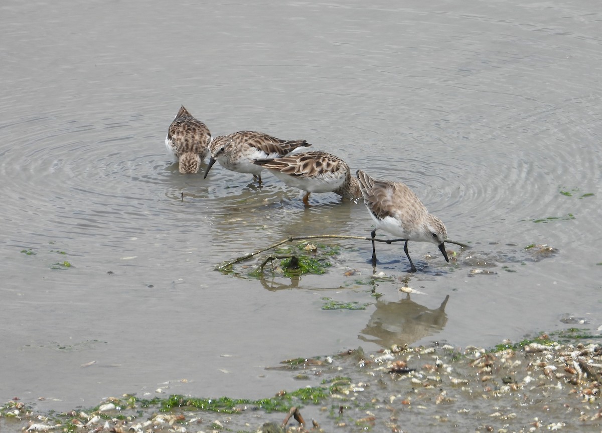 Semipalmated Sandpiper - ML640204875