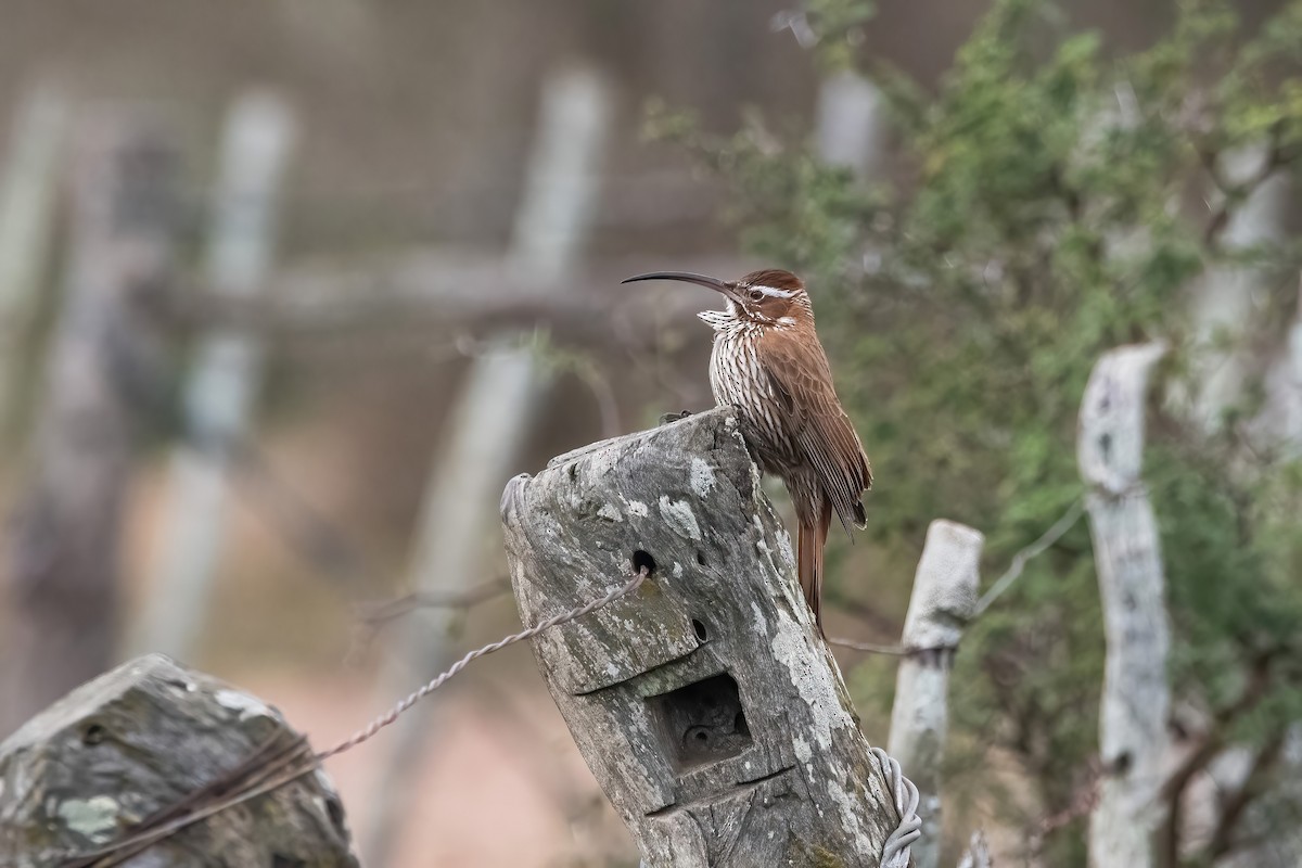 Scimitar-billed Woodcreeper - ML640204883