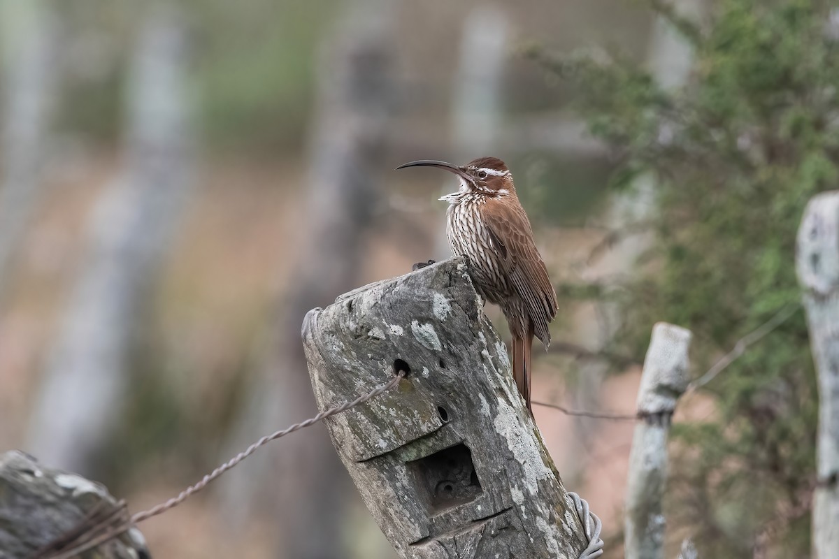Scimitar-billed Woodcreeper - ML640204884