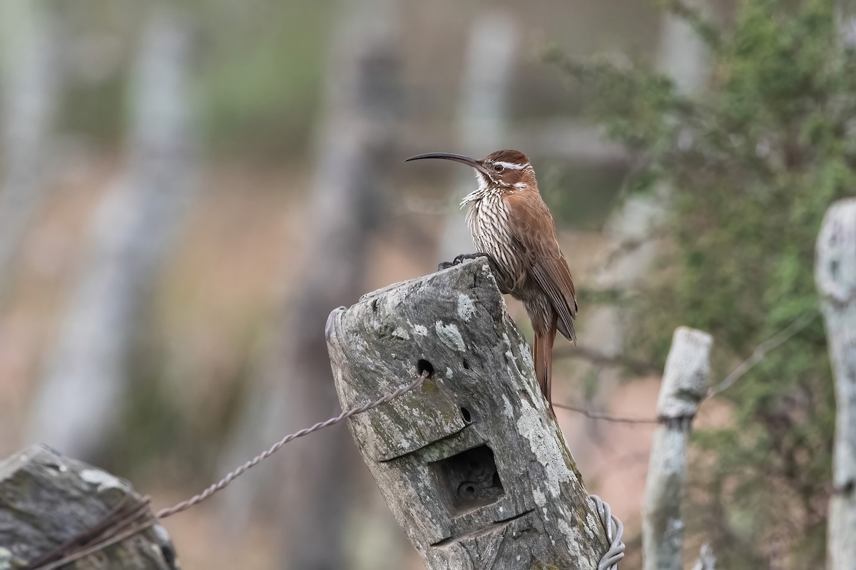 Scimitar-billed Woodcreeper - ML640204886