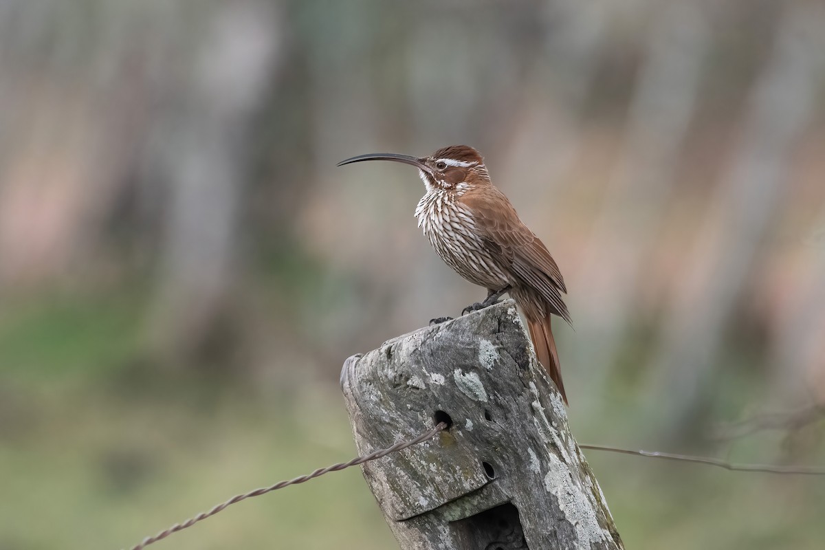 Scimitar-billed Woodcreeper - ML640204887