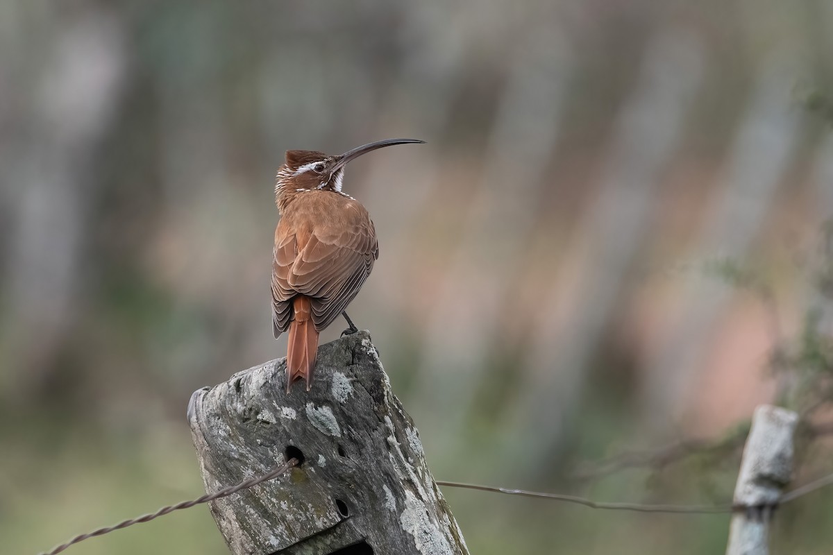 Scimitar-billed Woodcreeper - ML640204888