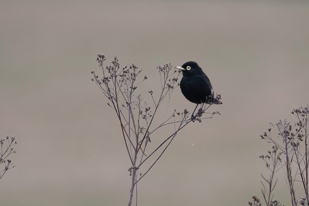 Spectacled Tyrant - ML640204925