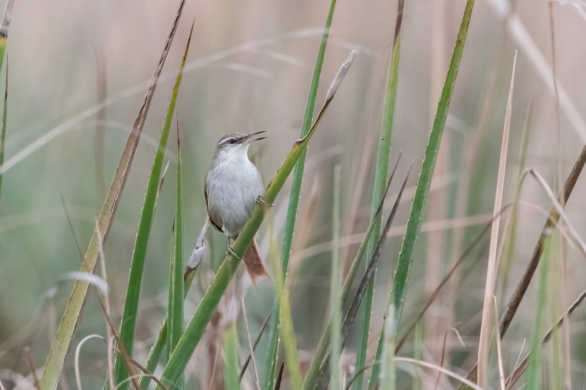 Straight-billed Reedhaunter - ML640204934