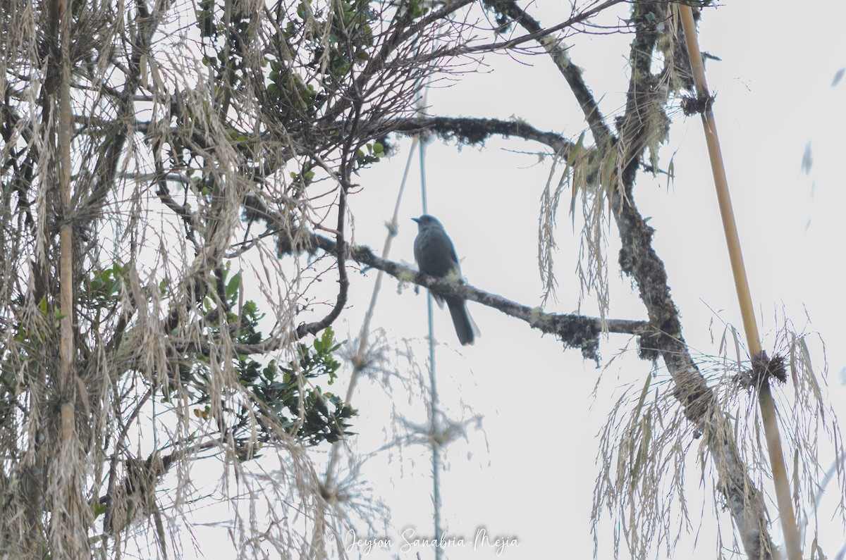 Dusky Piha - ML640204947