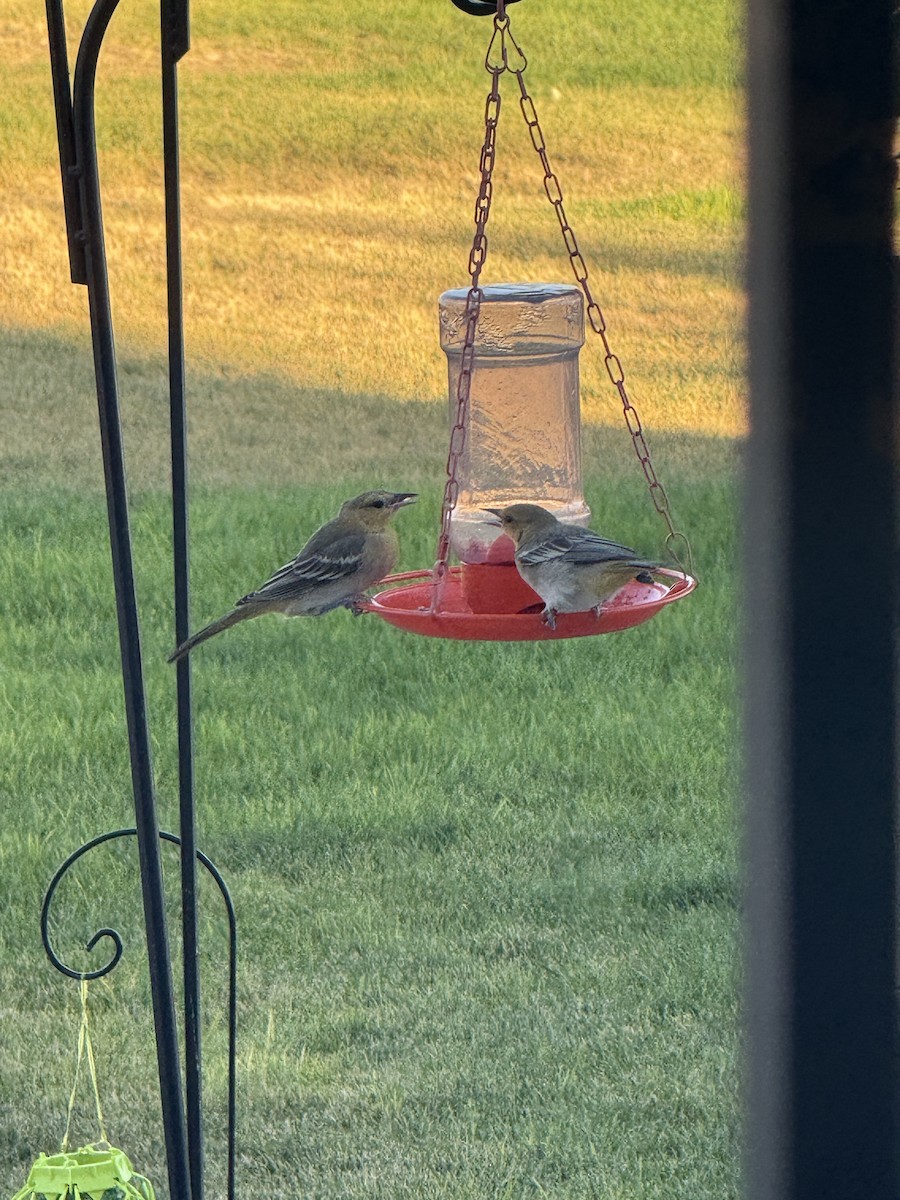 Bullock's Oriole - ML640204971