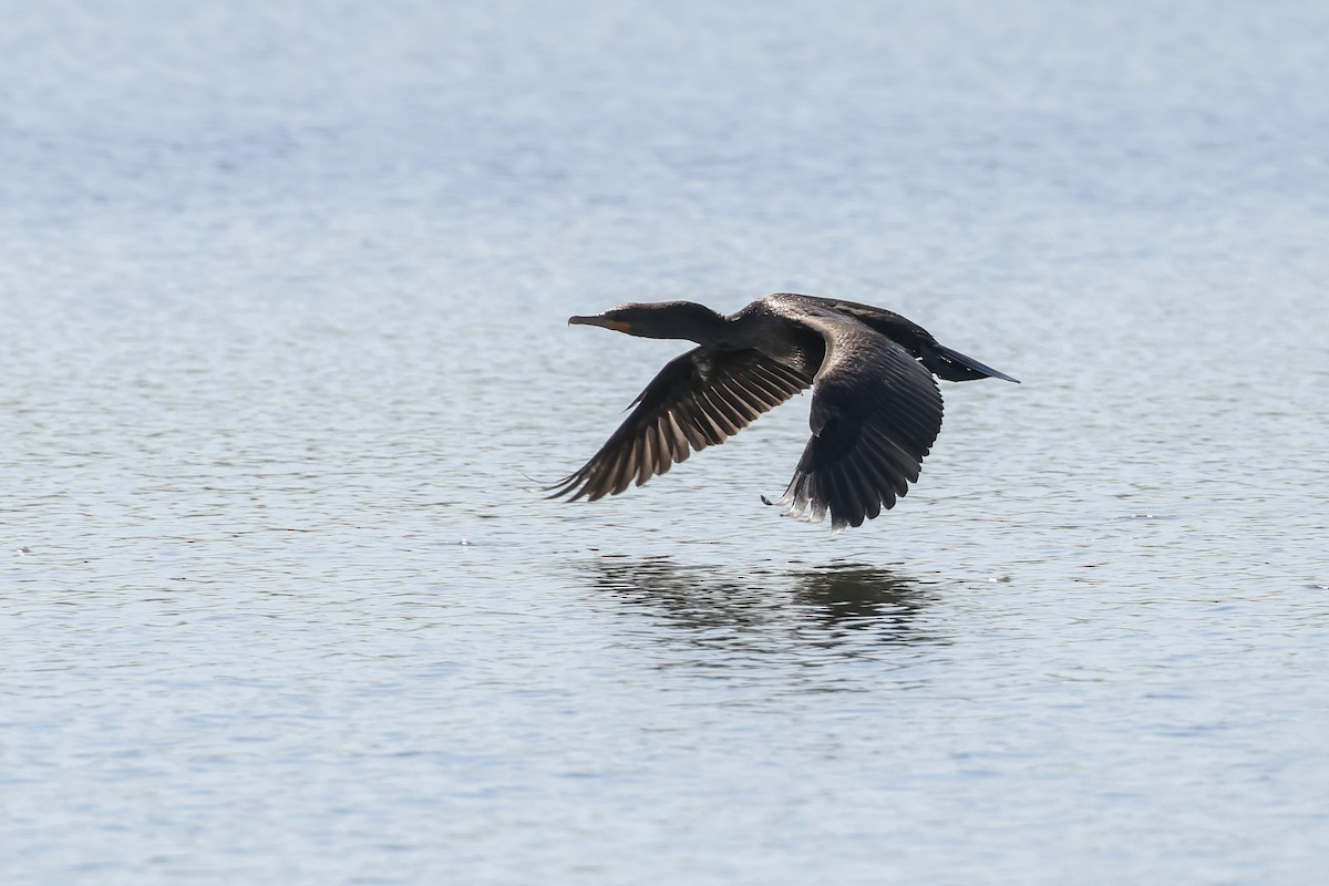Double-crested Cormorant - ML640204997