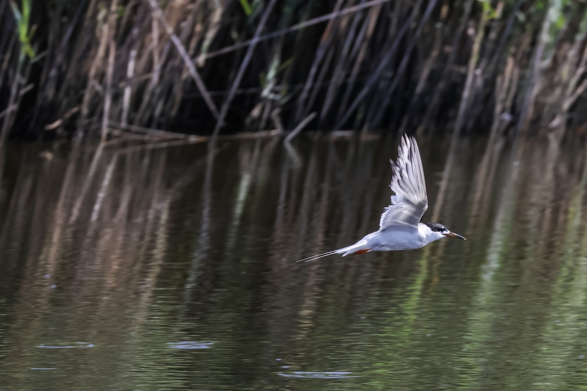 Forster's Tern - ML640205013