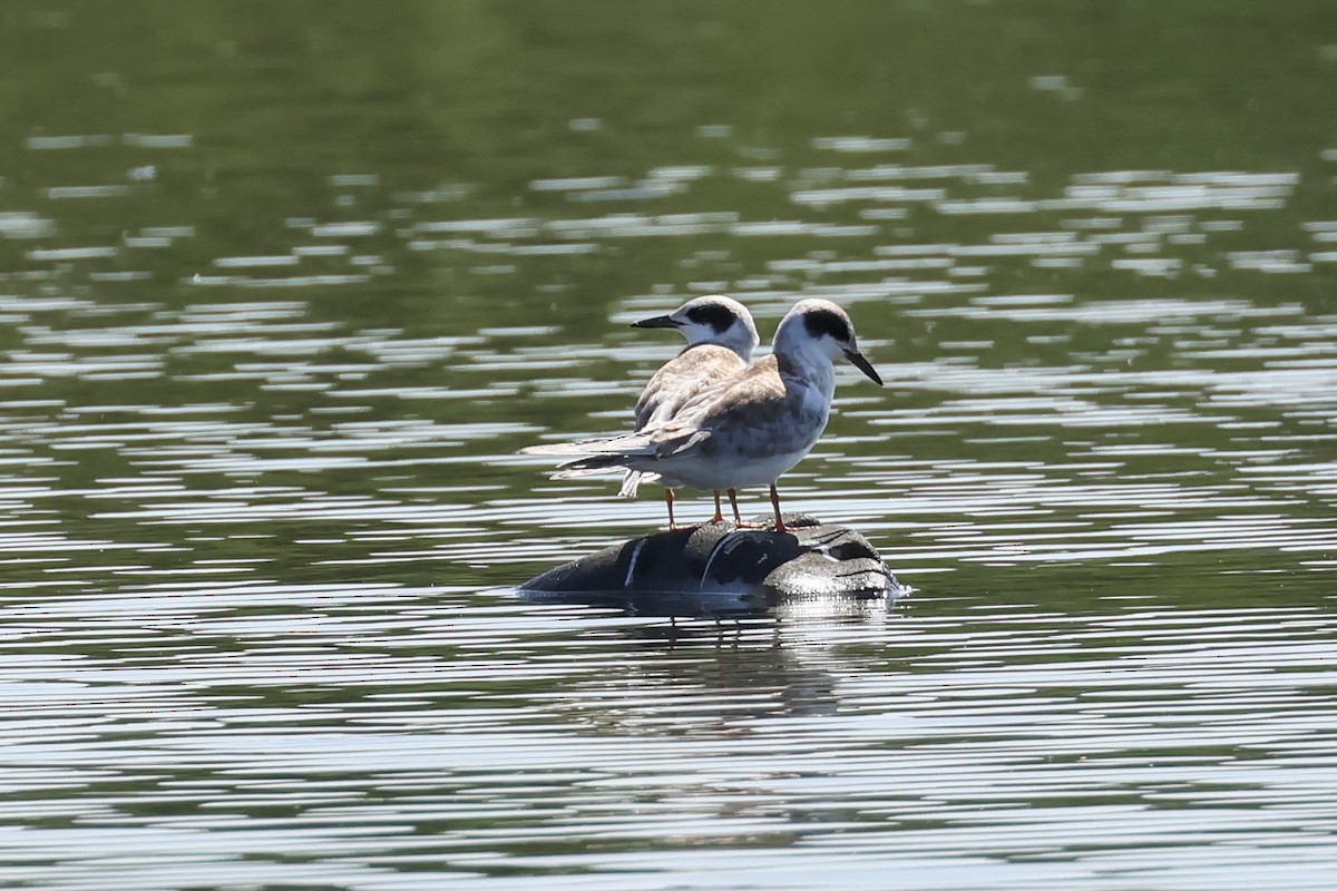Forster's Tern - ML640205022