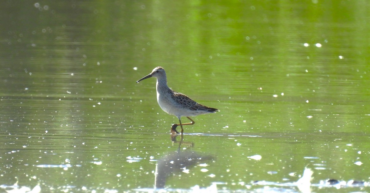 Stilt Sandpiper - ML640205061