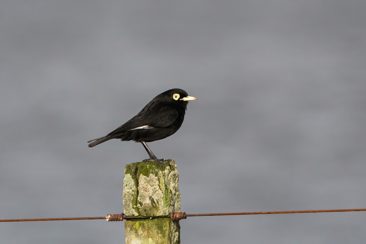 Spectacled Tyrant - ML640205102