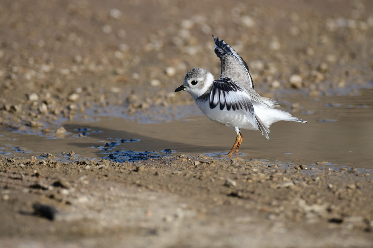 Piping Plover - ML640205136
