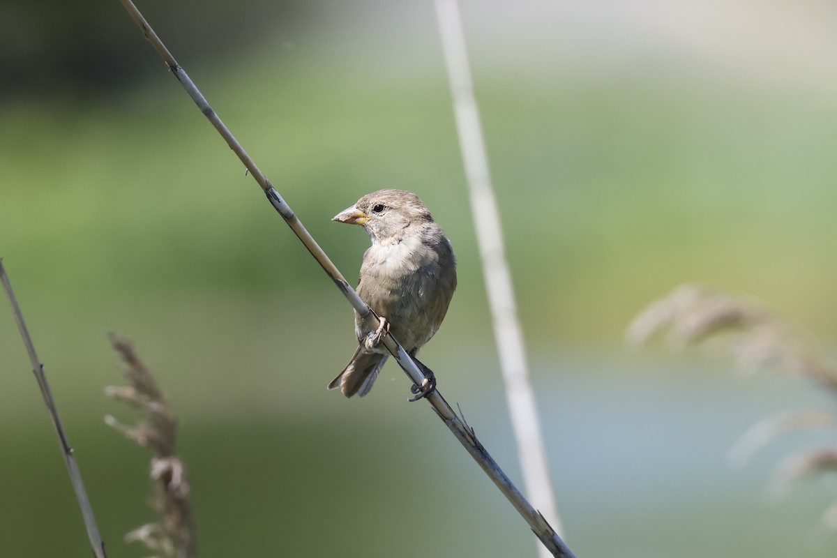 Оронгийн бор шувуу - ML640205144