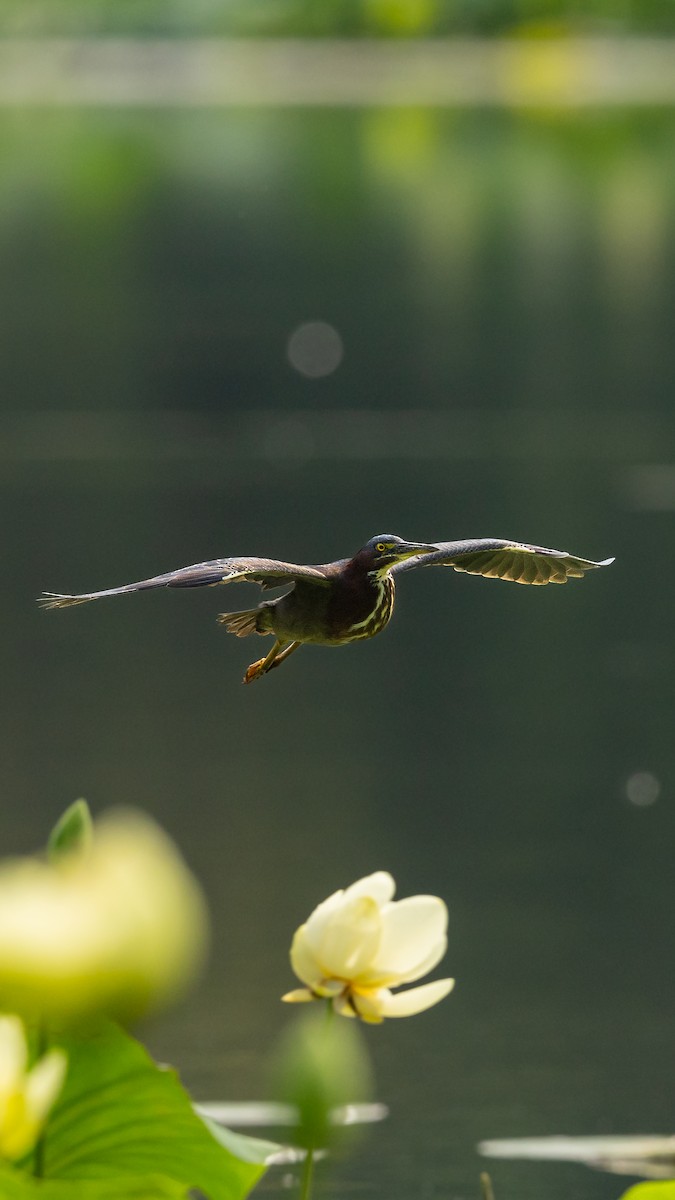 Green Heron - ML640205152
