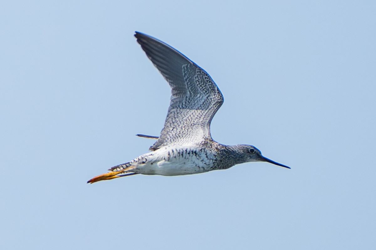 Greater Yellowlegs - ML640205169