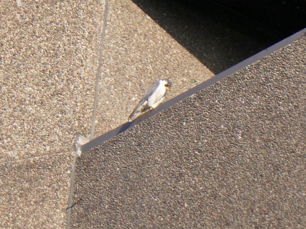 Peregrine Falcon - ML640205214