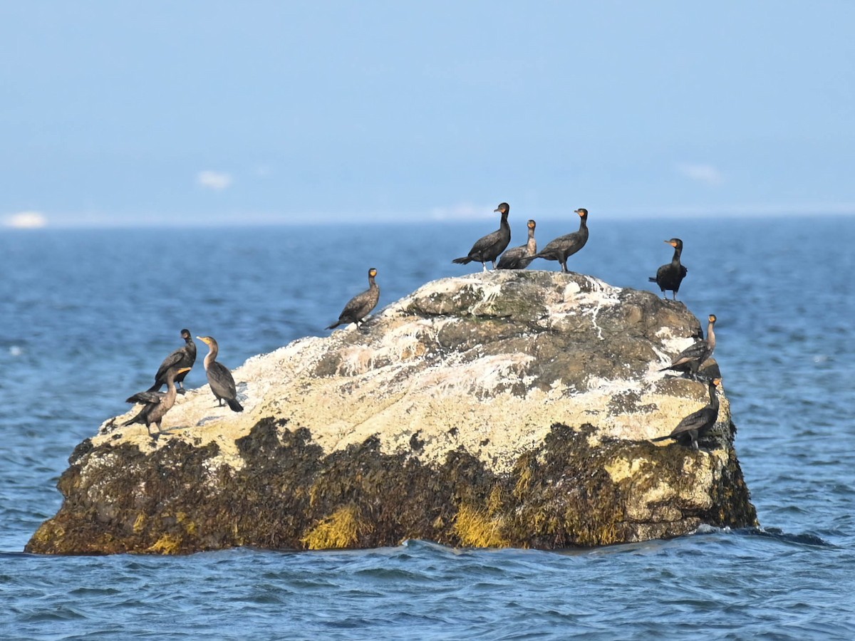 Great/Double-crested Cormorant - ML640205221