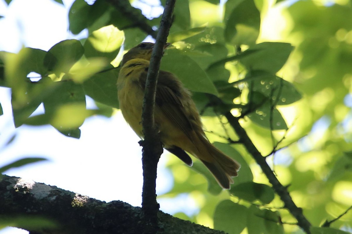 Scarlet Tanager - ML640205234