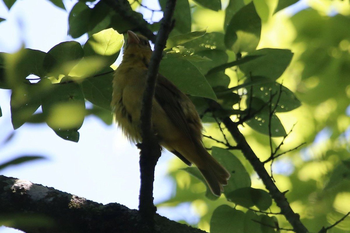 Scarlet Tanager - ML640205236