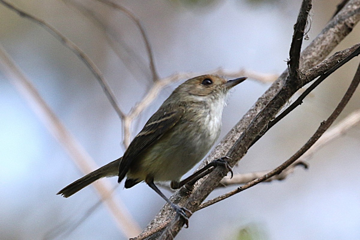 Fulvous-faced Scrub-Tyrant - ML640205301